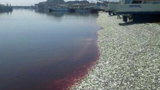 This is what 200 tons of sardine carcasses look like